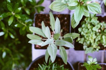 plantes medicinales