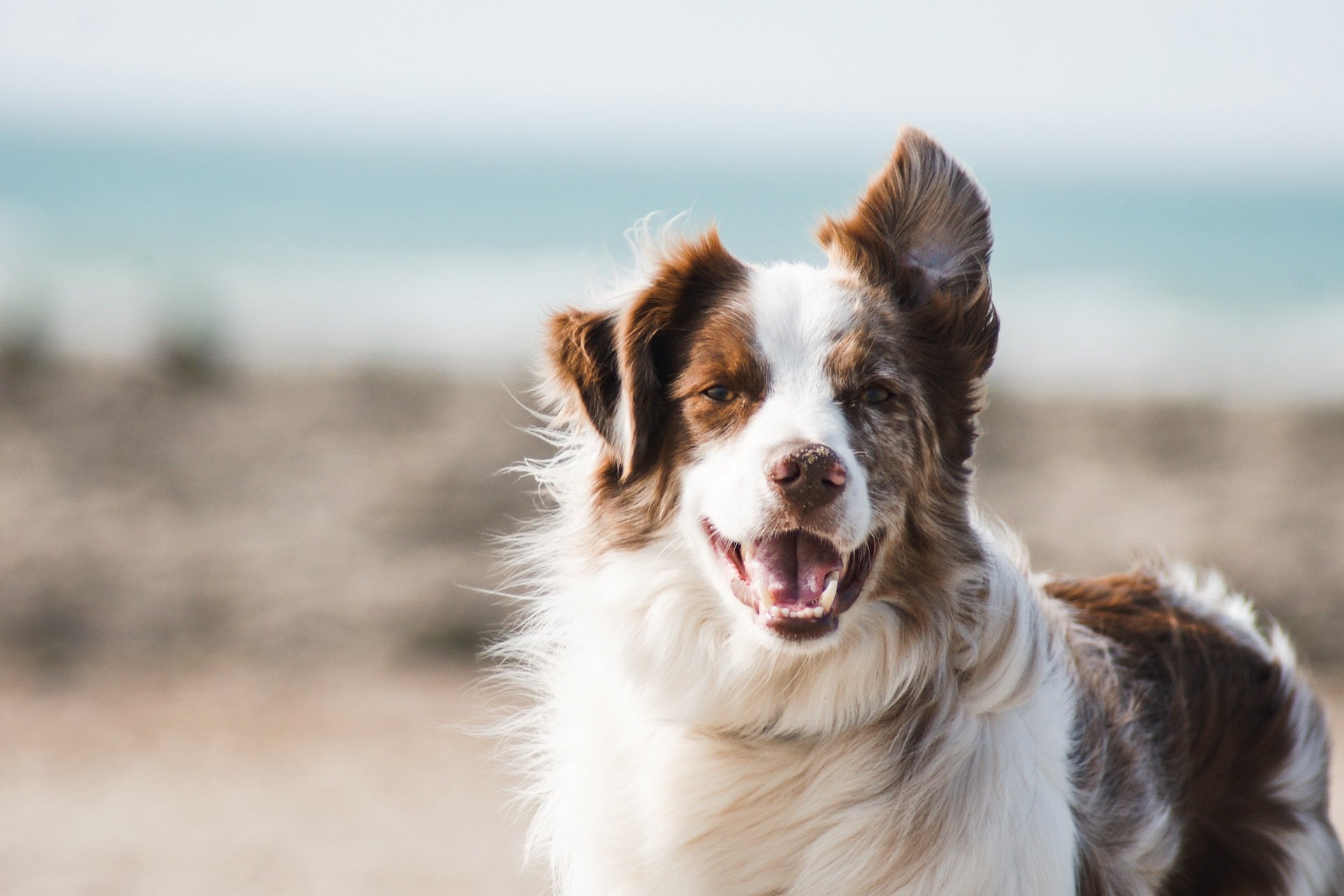 aliments toxiques chien