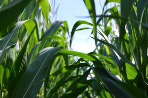 avantages agriculture bio